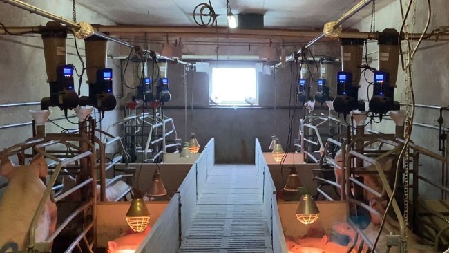 Immagine 1. Alimentatori elettronici in sala parto installati in un allevamento commerciale.