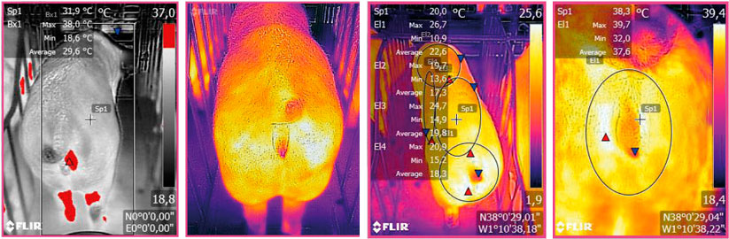 Immagine termica acquisita da un dispositivo FLIR collegato ad uno Smartphone