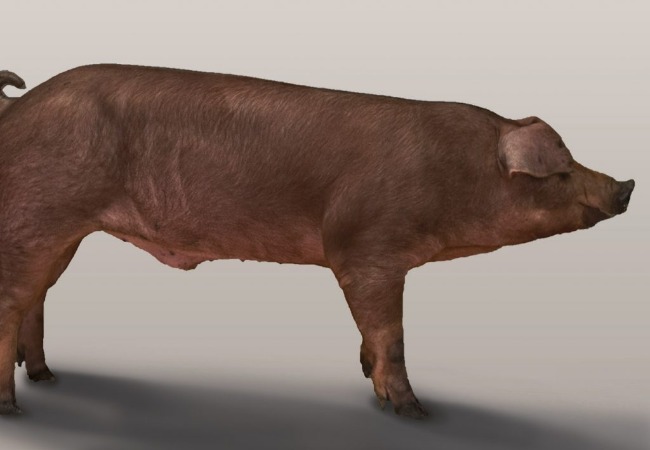 Duroc