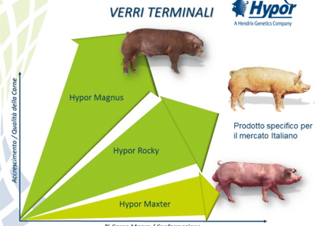 Tipi genetici Hypor