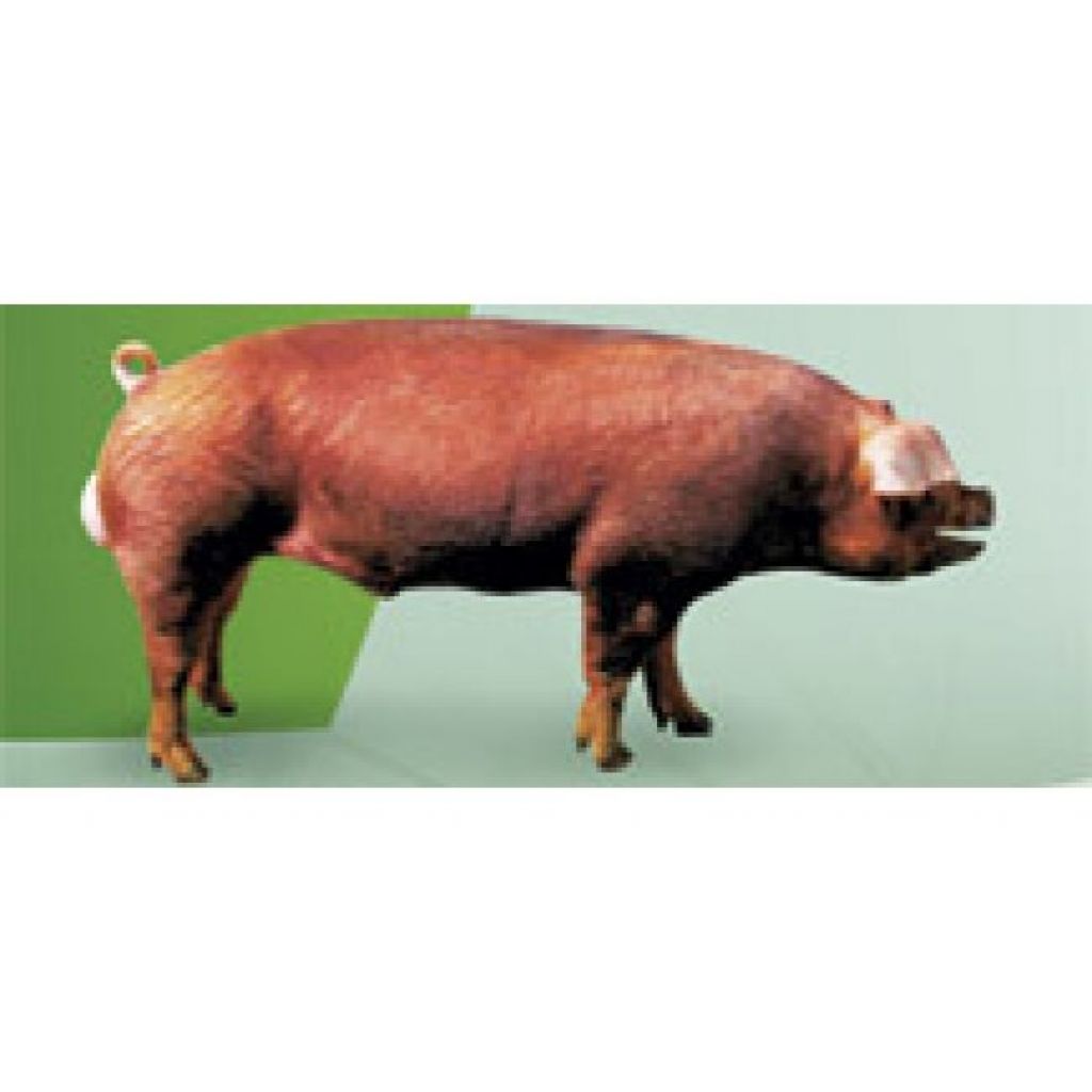 Duroc