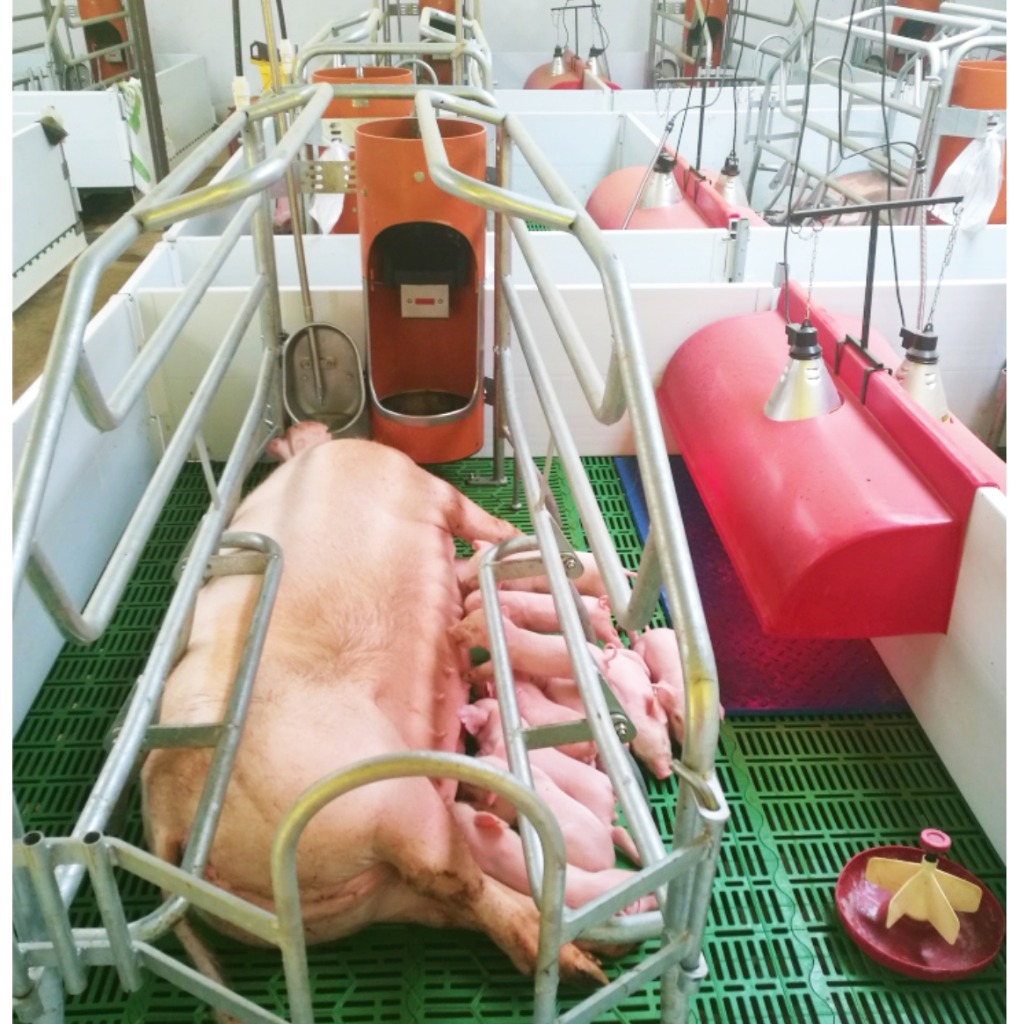 Nidos para lechones PIGNEST