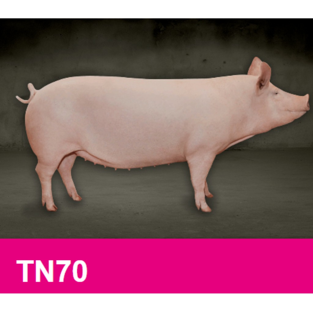 TN70