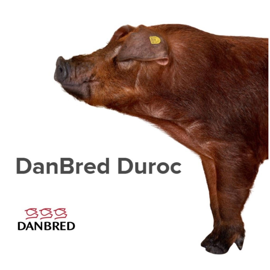 DanBred Duroc
