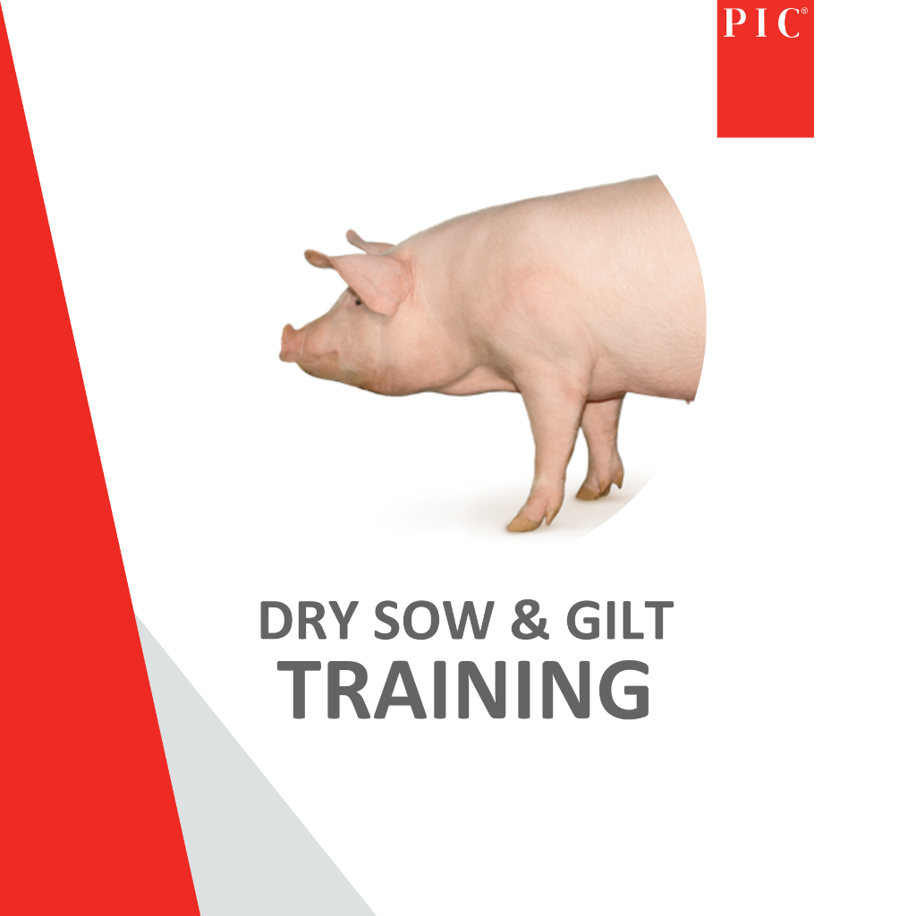 ONLINE Dry sow and Gilt Training - 21 Oct 2026