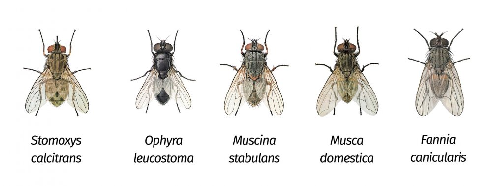 5 tipologie di mosche presenti in Italia