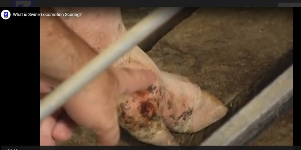 Score della Locomozione