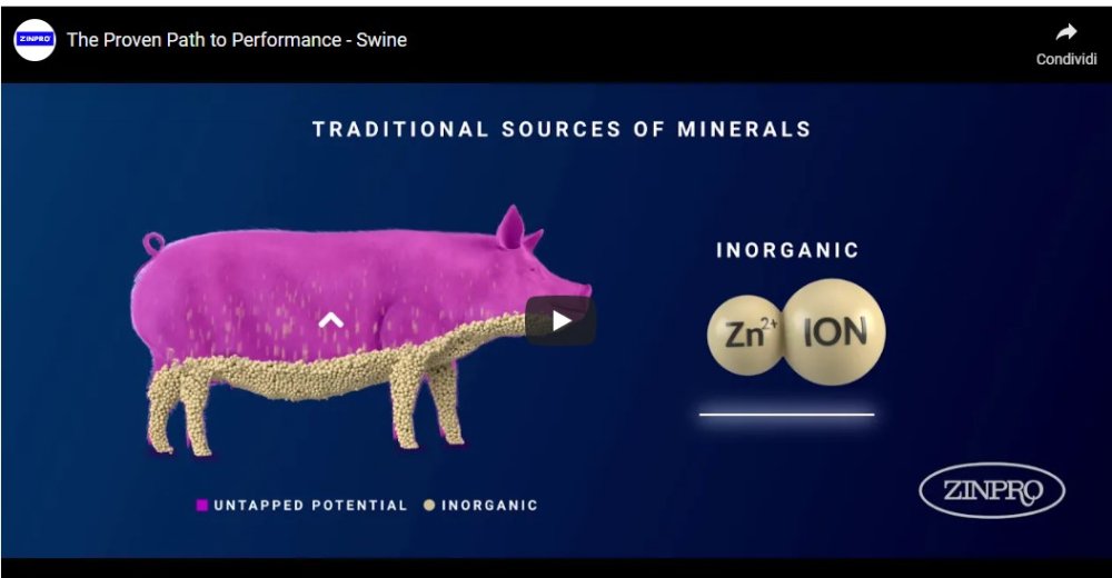 Zinpro Suini