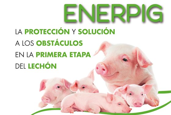 ENERPIG® L.A ENERPIG® L.A