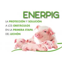 ENERPIG® L.A ENERPIG® L.A