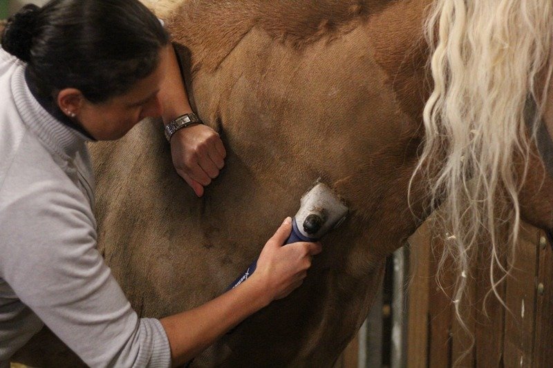 Tosatrice Heiniger Xperience per equini e bovini (5) Tosatrice Heiniger Xperience per equini e bovini (5)