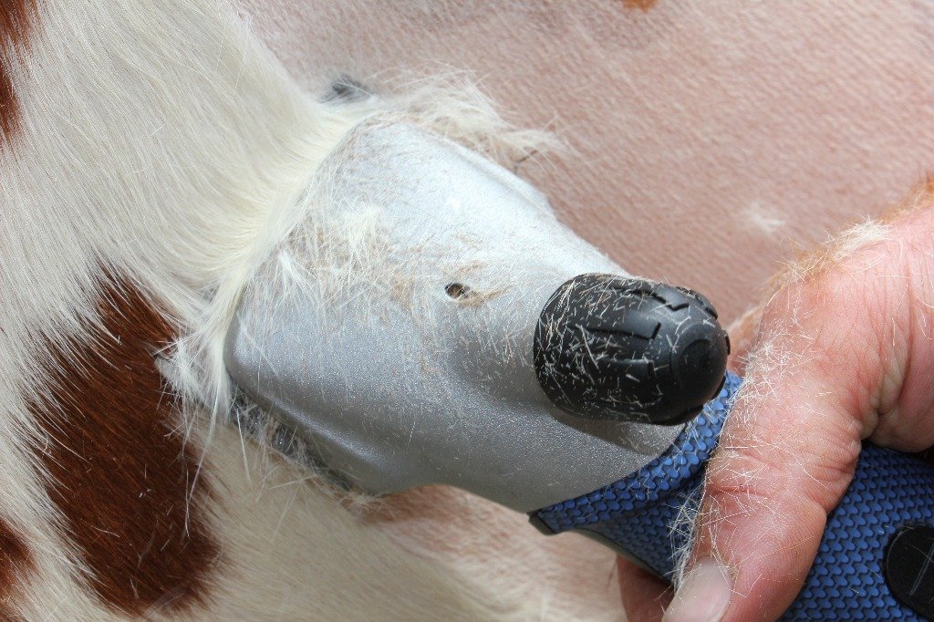 Tosatrice Heiniger Xperience per equini e bovini (9) Tosatrice Heiniger Xperience per equini e bovini (9)