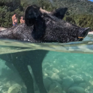 Friederike Schmelz